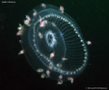 Jelly shuttle. Canon Ixus 980. 